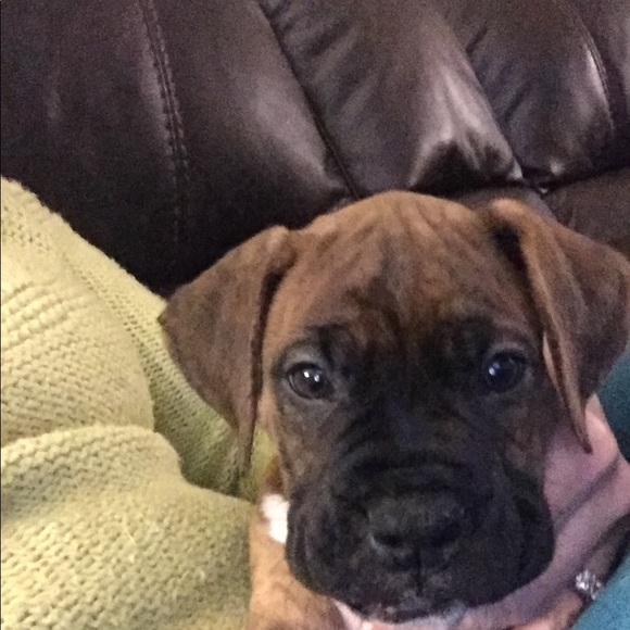 Meet your Posher, Nikkie - Picture 2 of 7